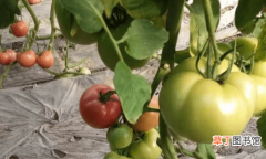 【种植】日光温室番茄种植生理性病害｜仔细观察科学防治是关键