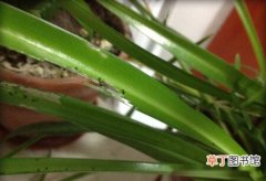 【长虫】吊兰上长虫子怎么办，6种处理方法