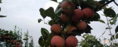 【树】贵人果是什么果树，养护要点有哪些？
