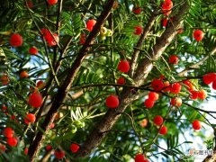 【种植】红豆杉种植知识有哪些？