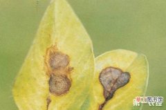 【花】鸡冠花主要有叶斑病、立枯病和疫病三种病虫害。有哪些解决方法？