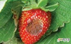 【防治】草莓炭疽病的防治方法有哪些？