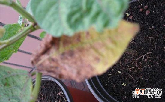 【病虫害】绿豆常见病虫害的危害与防治有哪些？