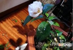 【花】木槿花扦插后怎么浇水有哪些方法？