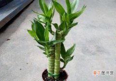 【繁殖】观音竹怎么繁殖快有哪些方法？