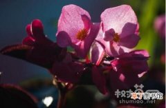 【冬季】四季海棠冬季5个养护要点有哪些？