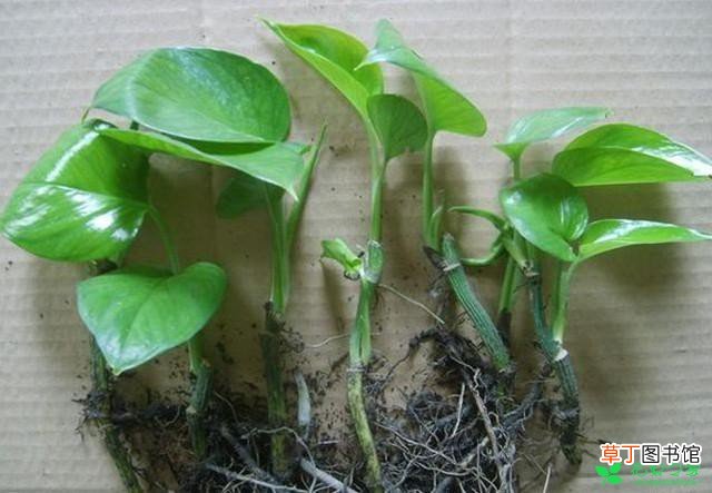 【植物】这10种盆栽植物扦插方法有哪些？