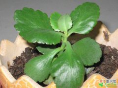 【植物】这10种盆栽植物扦插方法有哪些？