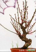 【花】梅花盆景修剪的6个禁忌有哪些？