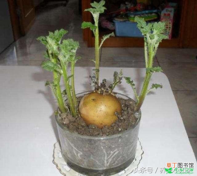 【土豆】盆栽土豆养殖方法有哪些？