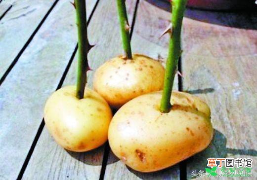 【土豆】盆栽土豆养殖方法有哪些？