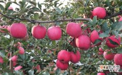 【苹果树】苹果树疏散分层形整形要点有哪些？