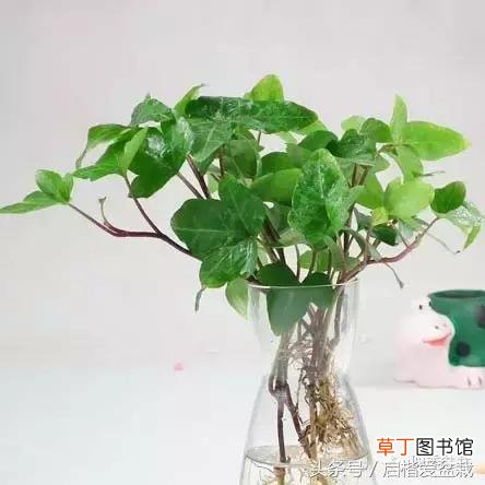 【盆栽】养护盆栽常春藤方法有哪些？