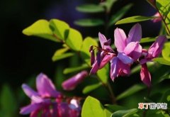 【花木】花木蓝使用种子种植方式有哪些？