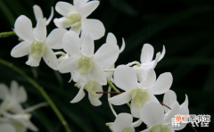 【花】培育兰花的“三通”技术有哪些？