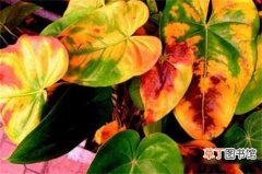 【红掌】水培的红掌叶子发黄怎么办？如何挽救