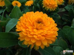 【养殖】金盏菊的生长环境 养殖金盏菊的方式有哪些？