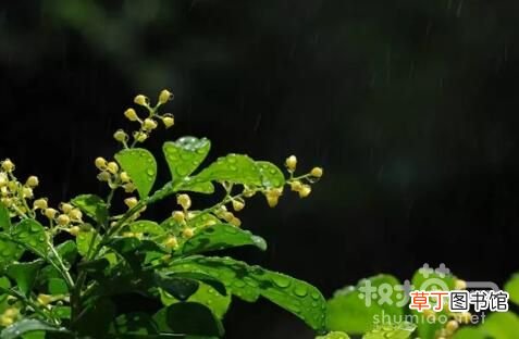 【米兰花】米兰花浇水的四种方法有哪些？