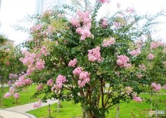【栽培】紫薇树栽培方法有哪些？