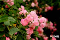 【花】蔷薇花种植方法有哪些？