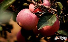 【施肥】苹果园施肥用药技巧有哪些？