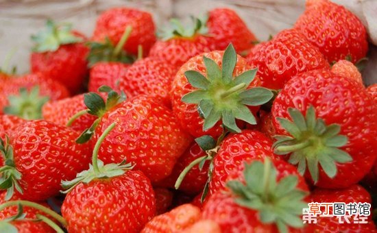 【防治】草莓园杂草综合防治措施有哪些？
