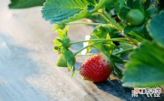 【防治】草莓园杂草综合防治措施有哪些？