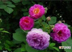 【花】蔷薇花水培方法有哪些？