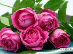 【花】蔷薇花的冬季养殖方法有哪些？