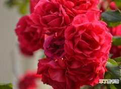 【花】蔷薇花的花语和传说有哪些？