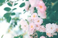 【花】蔷薇花的功效和作用有哪些？