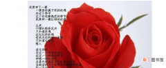 【玫瑰花】各色玫瑰花语详细介绍有哪些？