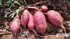 【高产】红薯高产施肥技术有哪些？