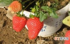 【结果】草莓不结果怎么办，摘除花蕾增强光照