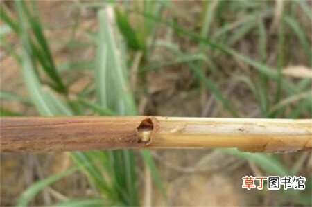 【虫害】甘蔗的虫害防治，甘蔗的四大虫害防治