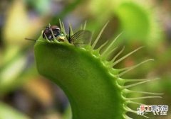 【捕蝇草】捕蝇草捕虫的原理和过程有哪些？
