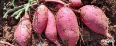 【方法】种红薯不生虫方法有哪些？