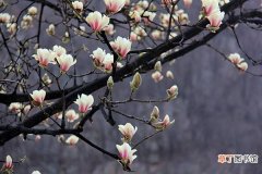 【兰花】关于木兰花的诗词有哪些？