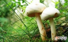 【方法】双孢菇褐腐病的症状及解决方法有哪些？