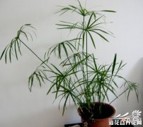 旱伞草、水棕竹 【棕竹】水竹的养殖养护方法有哪些？