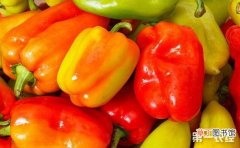 【品种】彩色甜椒的品种种类和生长特点有哪些？
