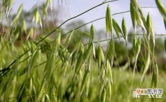 【栽培】燕麦要怎么栽培？燕麦栽培要点有哪些？