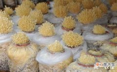 【栽培】金针菇的栽培技术有哪些？