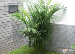 【养殖】凤尾竹的养殖方法有哪些？