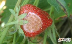 【病害】草莓染上病害怎么办？5种草莓常见病害的防治方法有哪些？