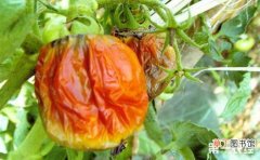 【常见】番茄常见病害的防治方法有哪些？