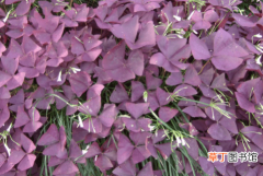 【养殖】紫叶酢浆草养殖方法有哪些？