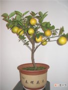 【柠檬】盆栽柠檬的方法和技巧有哪些？