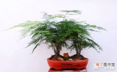 【养殖】文竹的插枝培育养殖方法有哪些？