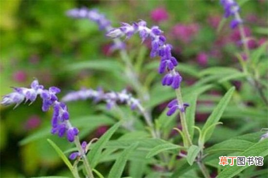 【鼠尾草】蓝花鼠尾草在夏季开花有哪些注意事项？